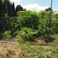 Le beau potager bien désherbé par Déborah